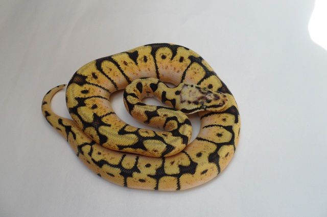 2012BumbleBeeM1.jpg