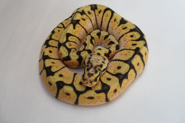 2012BumbleBeeM2.jpg