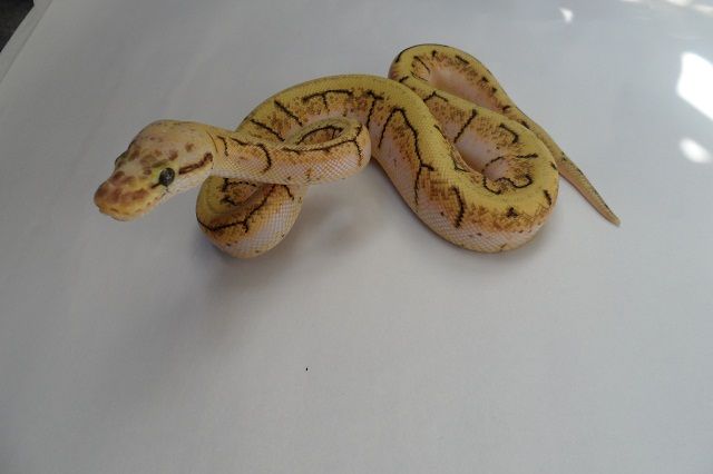 2012SpinnerBlastM9.jpg