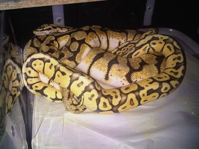 2011SuperVanillaPastelx2009Bee4.jpg