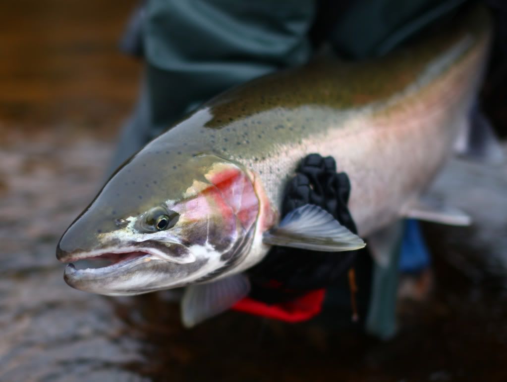 IMAGE: http://i1206.photobucket.com/albums/bb444/SensorSwami/20110123-DAD_1254.jpg