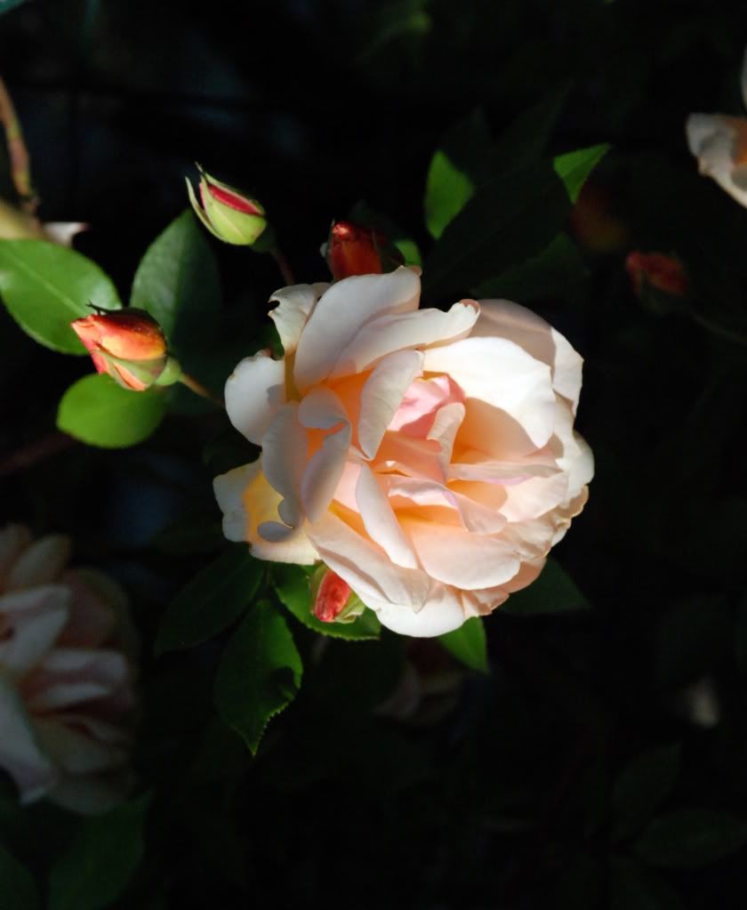 Véranda aluminium Véranda 4 saisons au quebec