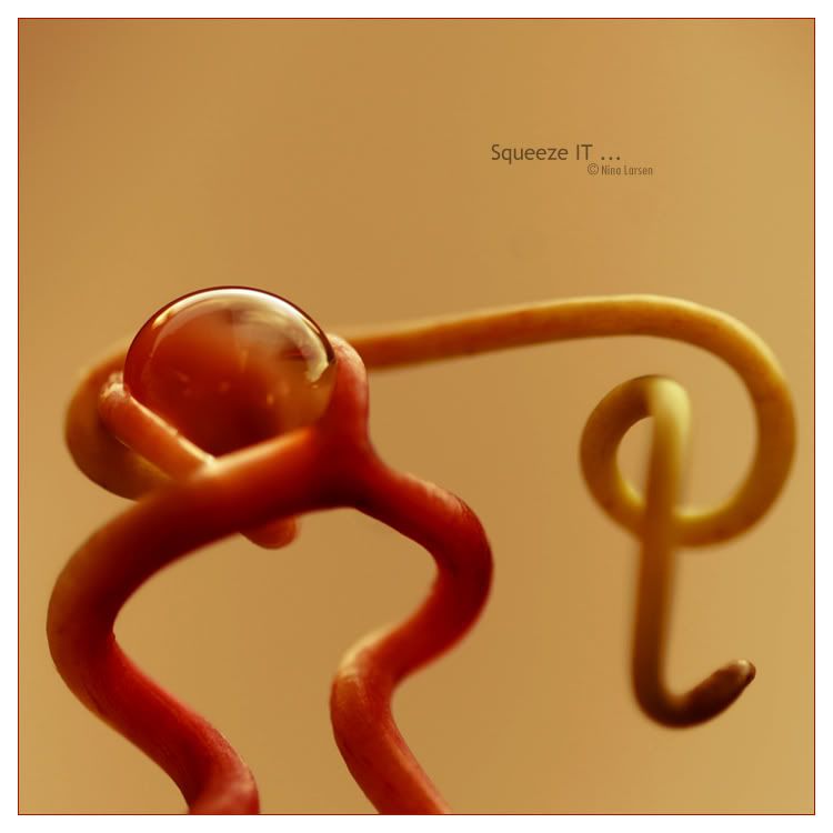 Squeeze_IT_____by_ninazdesign.jpg