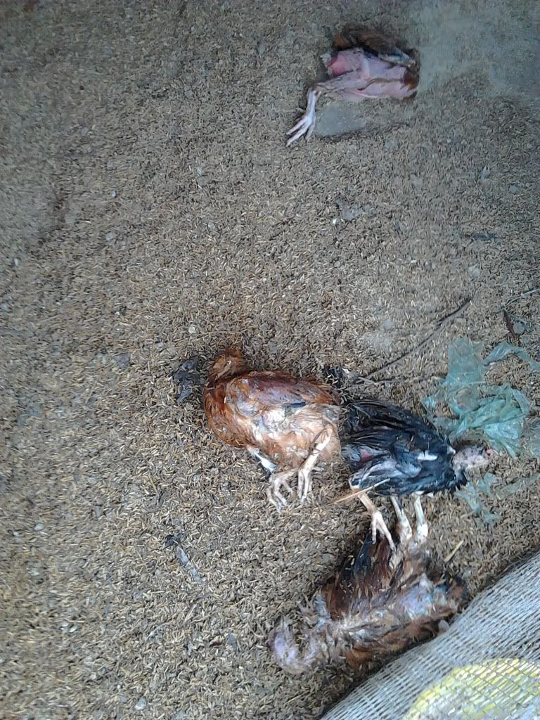 Mở mắt ra là mất tiền và ... ? gánh chịu sự thất bại ?