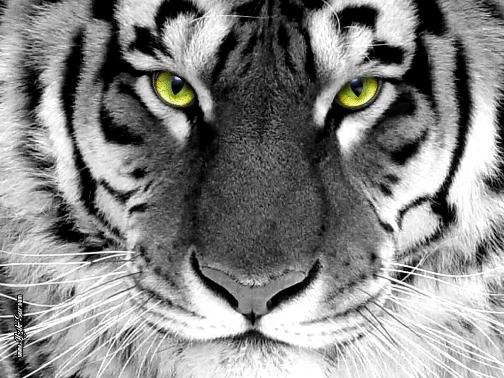 tiger eyes Pictures, Images and Photos
