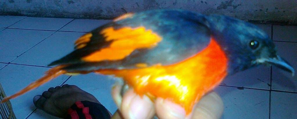 Tolong Gan Ne Burung Apa Ya Kicaumania