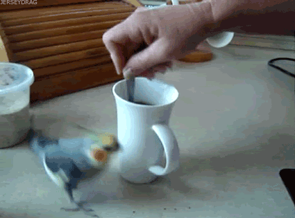 Cockatiel - hyper for coffee