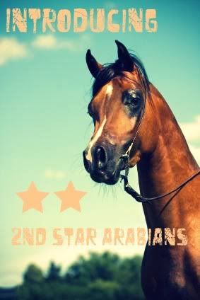 arabisches-pferd.jpg