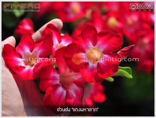 ชวนชมแดงมหาลาภ, ชวนชมสี, Adenium, ดอกสีแดง, ไม้แล้ง, ไม้โขด, ไม้ดอก, ไม้ประดับ, ต้นไม้, ดอกไม้, aKitia.Com ชวนชมแดงมหาลาภ, ชวนชมสี, Adenium, ดอกสีแดง, ไม้แล้ง, ไม้โขด, ไม้ดอก, ไม้ประดับ, ต้นไม้, ดอกไม้, aKitia.Com