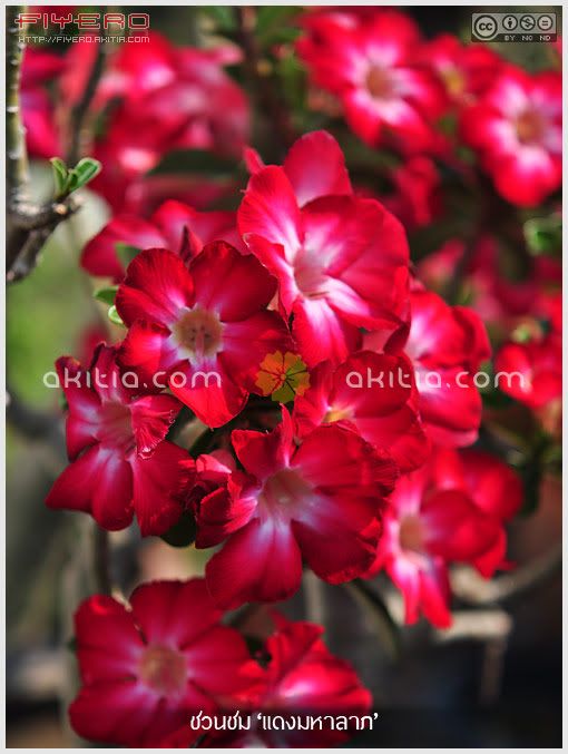 ชวนชมแดงมหาลาภ, ชวนชมสี, Adenium, ดอกสีแดง, ไม้แล้ง, ไม้โขด, ไม้ดอก, ไม้ประดับ, ต้นไม้, ดอกไม้, aKitia.Com ชวนชมแดงมหาลาภ, ชวนชมสี, Adenium, ดอกสีแดง, ไม้แล้ง, ไม้โขด, ไม้ดอก, ไม้ประดับ, ต้นไม้, ดอกไม้, aKitia.Com