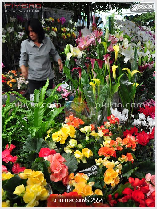 งานเกษตรแฟร์ 2554, งานเกษตรบางเขน, Kaset fair, บรรยากาศงานเกษตรแฟร์, ตลาดต้นไม้, ไม้หายาก, ต้นไม้, ดอกไม้, aKitia.Com งานเกษตรแฟร์ 2554, งานเกษตรบางเขน, Kaset fair, บรรยากาศงานเกษตรแฟร์, ตลาดต้นไม้, ไม้หายาก, ต้นไม้, ดอกไม้, aKitia.Com