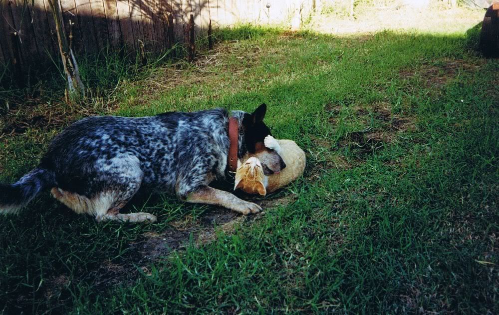 Ok here is the photo of my dog licking pussy IMG 