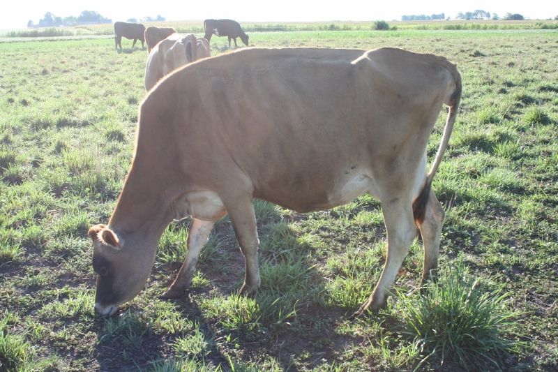 Family milk cow for sale Homesteading Forum