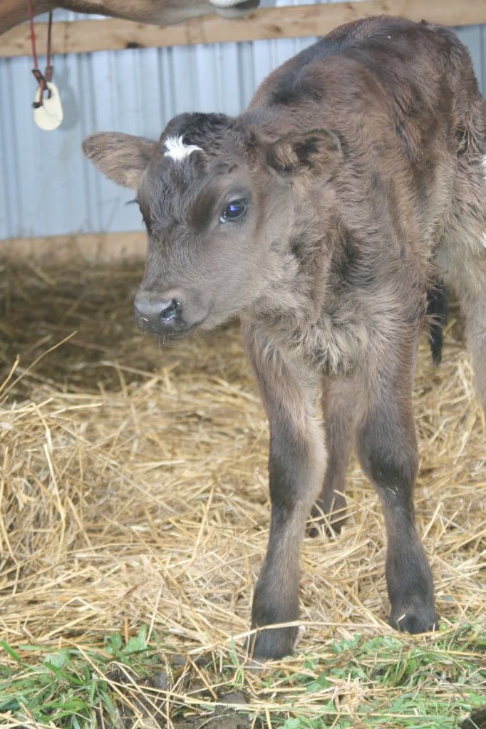 The new calf :) - Cattle