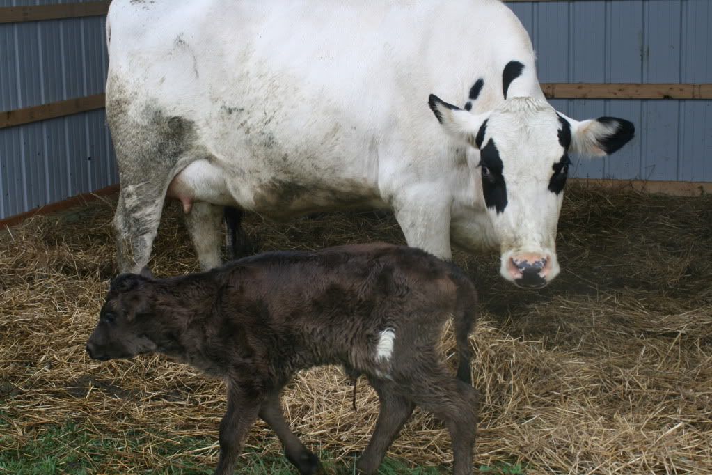 The new calf :) - Cattle