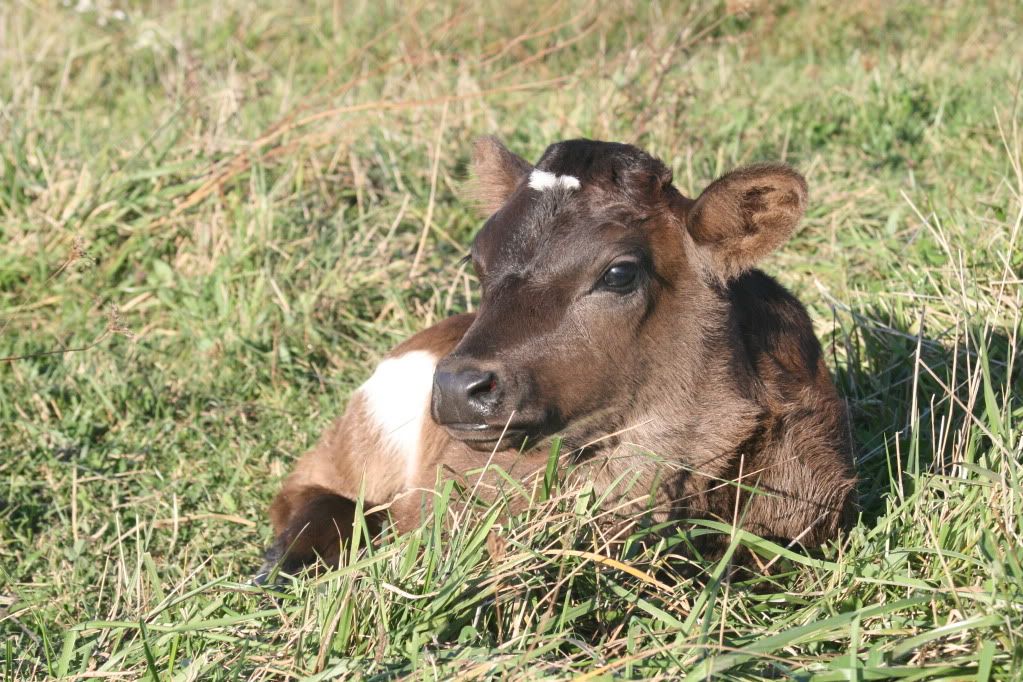 The new calf :) - Cattle