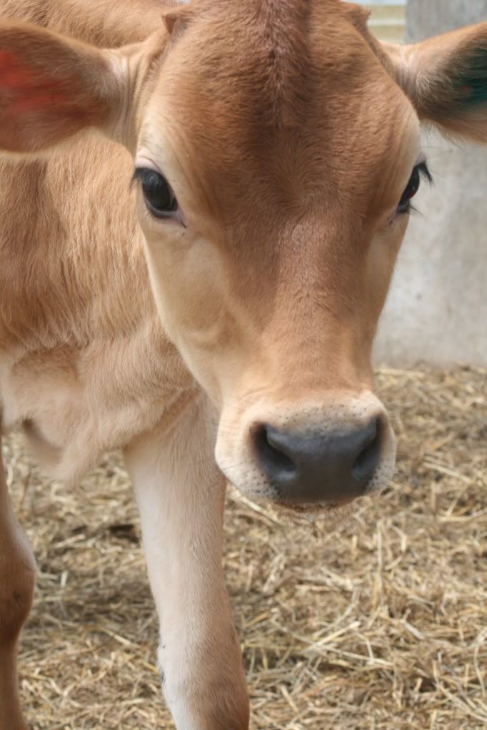 For friendly advice and a good deal on a quality jersey go to... - Cattle