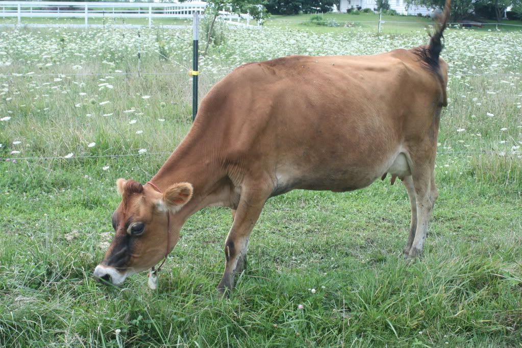 For friendly advice and a good deal on a quality jersey go to... - Cattle