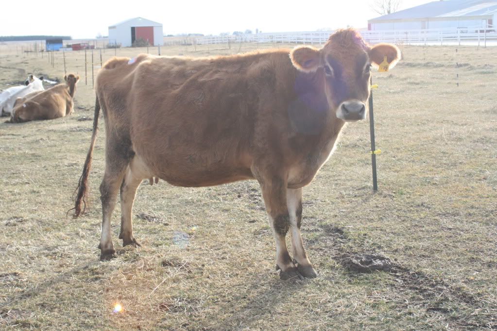 Jersey cow for sale in IL - Cattle