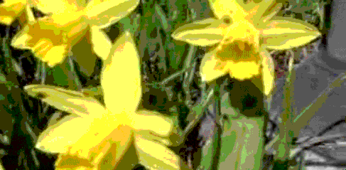 daffodils.gif