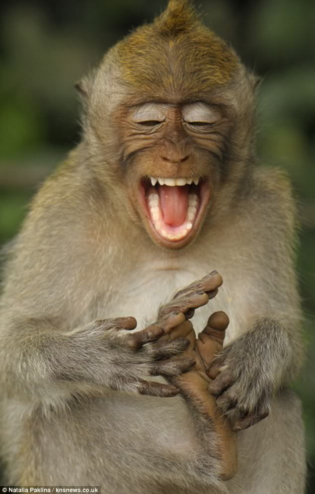 article 0 0D35FB3E00000578 29 634x994 - Happy Monkey ....