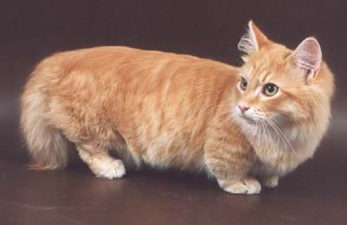 6 - Short Legs Cat ....