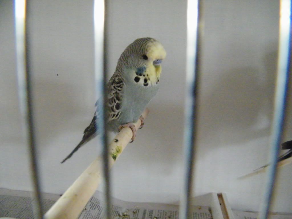 DSCF2448.jpg?t=1301900203