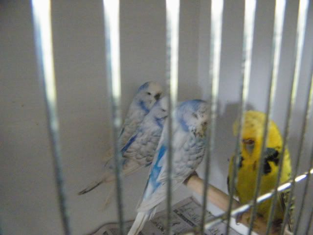 DSCF2454.jpg?t=1301900028