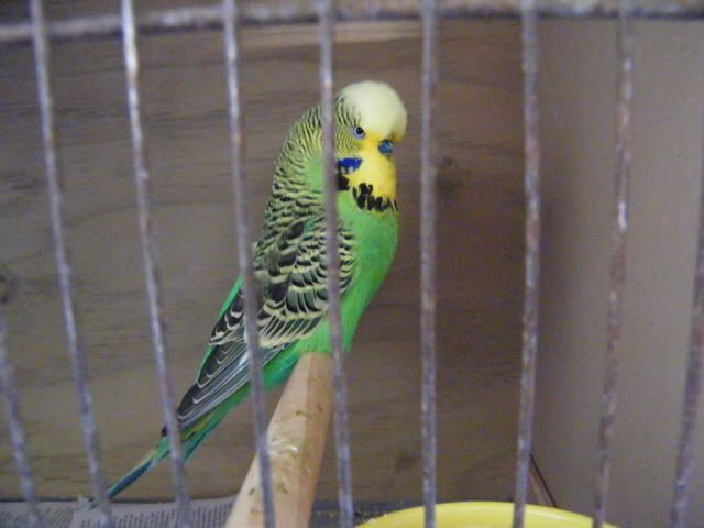 DSCF3738.jpg?t=1313297085