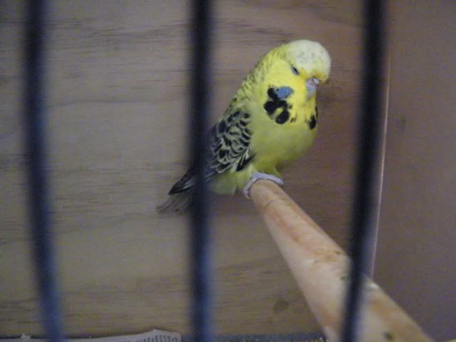 DSCF3740.jpg?t=1313297018