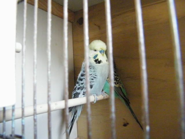 DSCF3744.jpg?t=1313297215