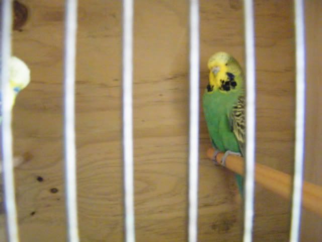 DSCF3745.jpg?t=1313296898