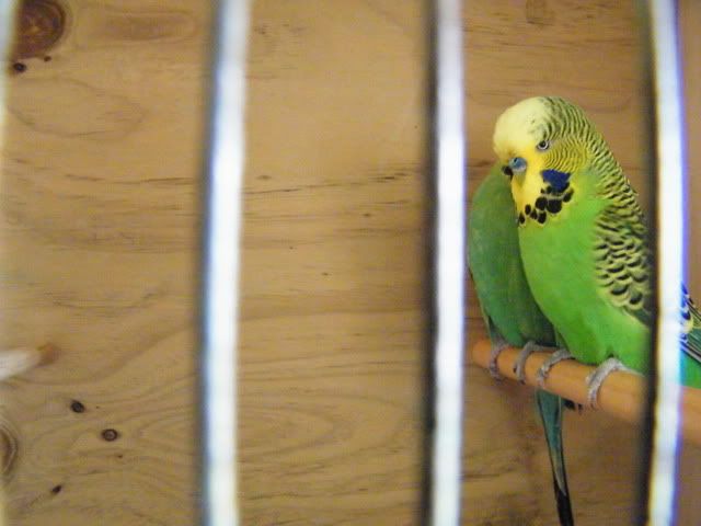 DSCF3747.jpg?t=1313296945