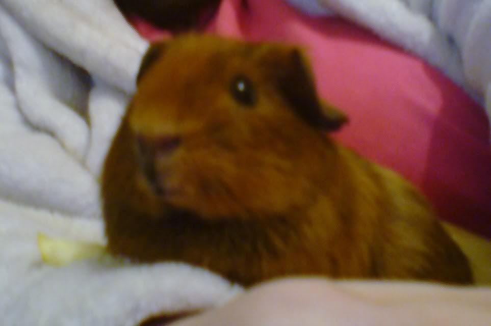 Pika4months.jpg