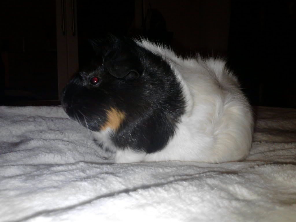 Guineapigs20-08-11008.jpg