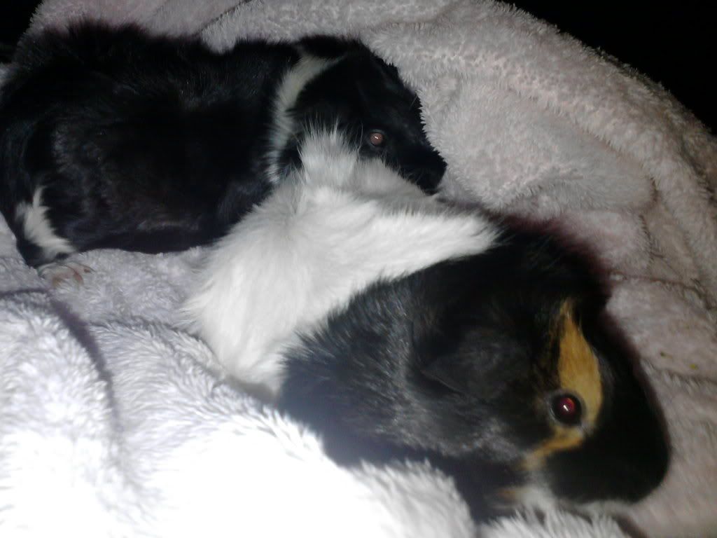 Guineapigs20-08-11009.jpg