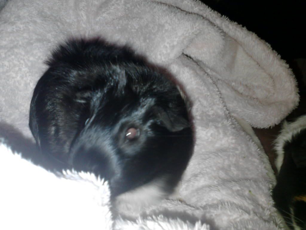 Guineapigs20-08-11010.jpg