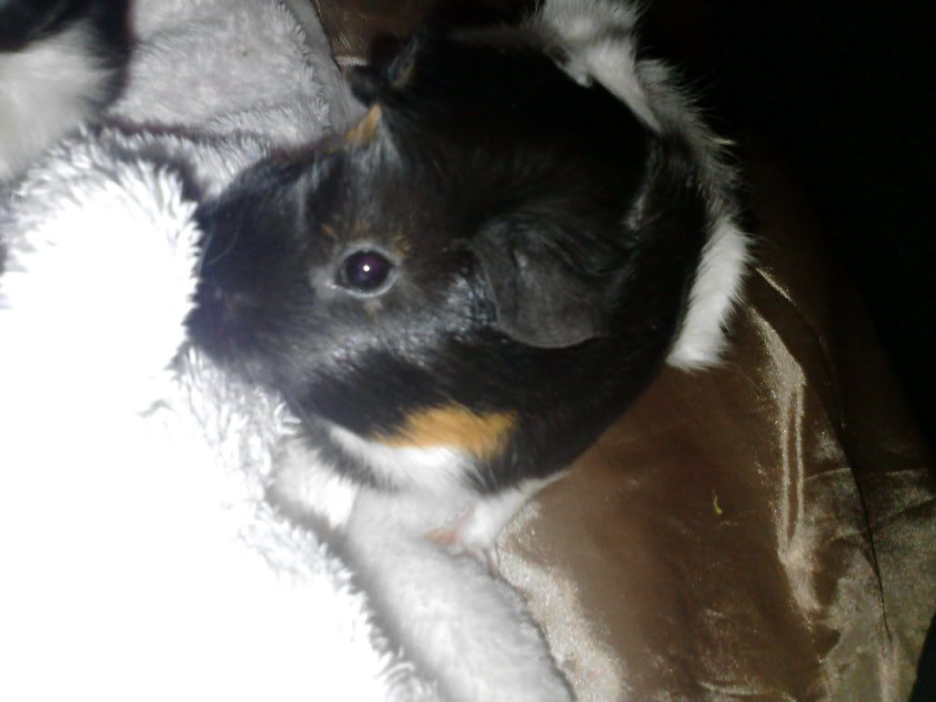 Guineapigs20-08-11011.jpg