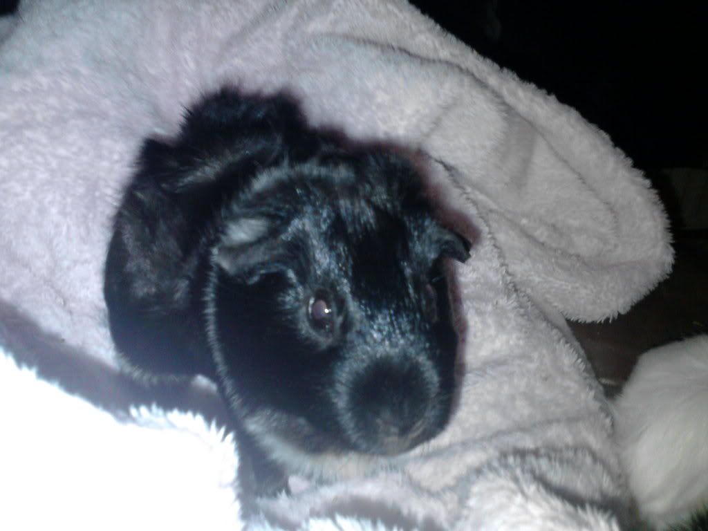 Guineapigs20-08-11012.jpg