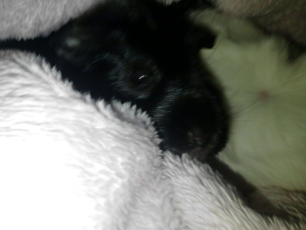 Guineapigs20-08-11013.jpg