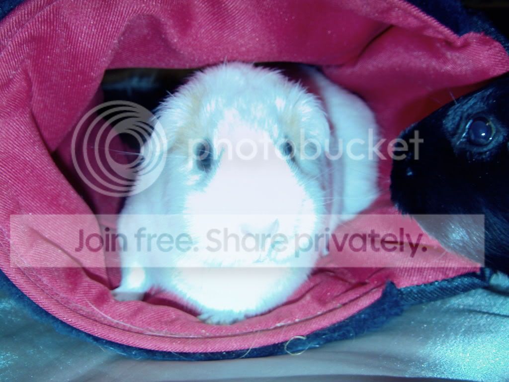 IMAG0049.jpg