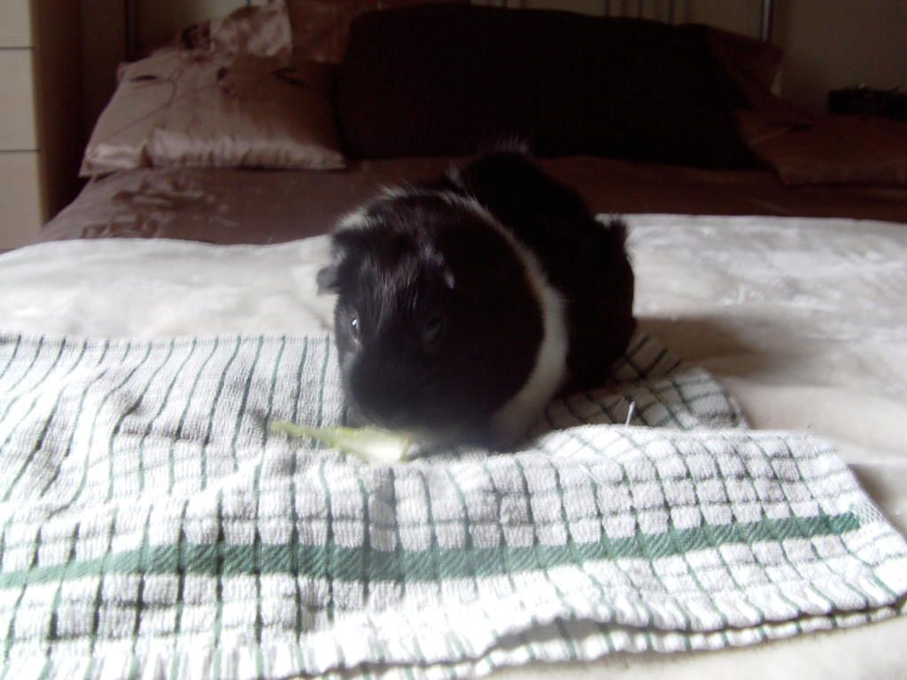 Liquorice08-12002.jpg