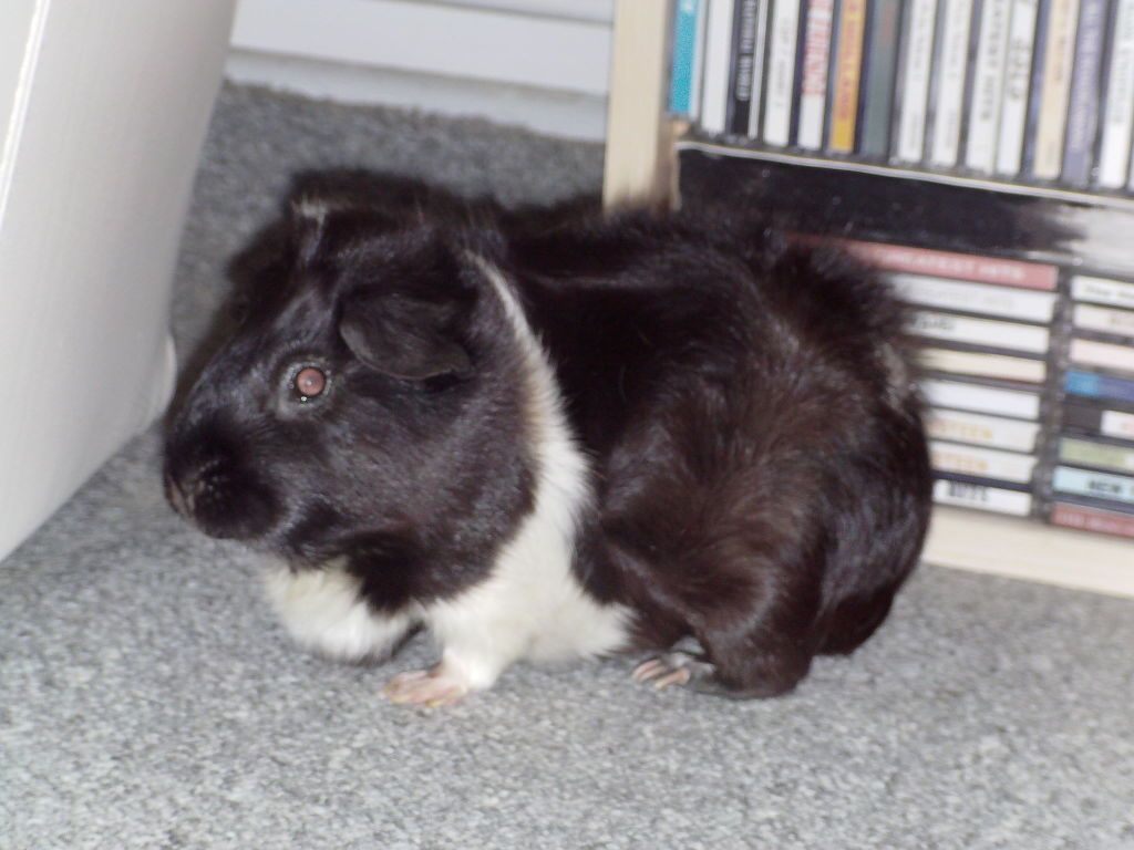 Liquorice14-09-12004.jpg