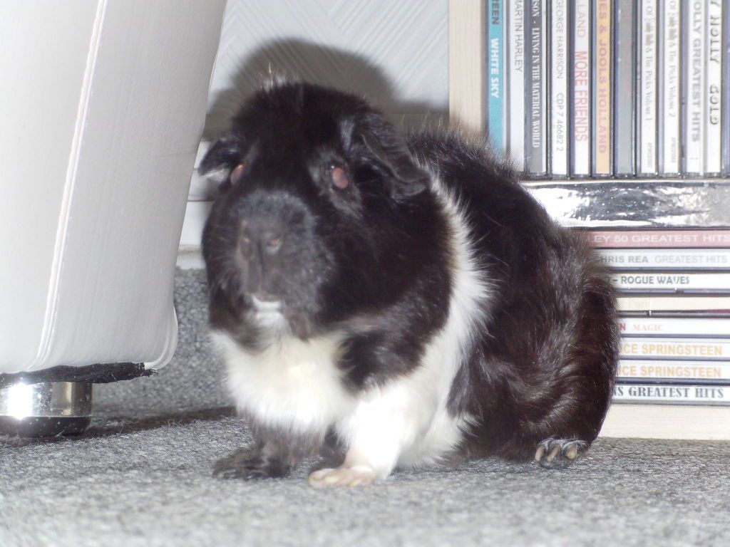 Liquorice14-09-12007.jpg