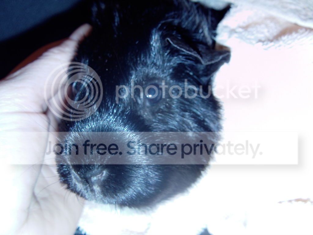 Liquoriceeyehealing1005.jpg