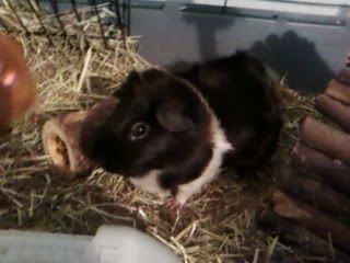 Shadowandguineapigs009.jpg