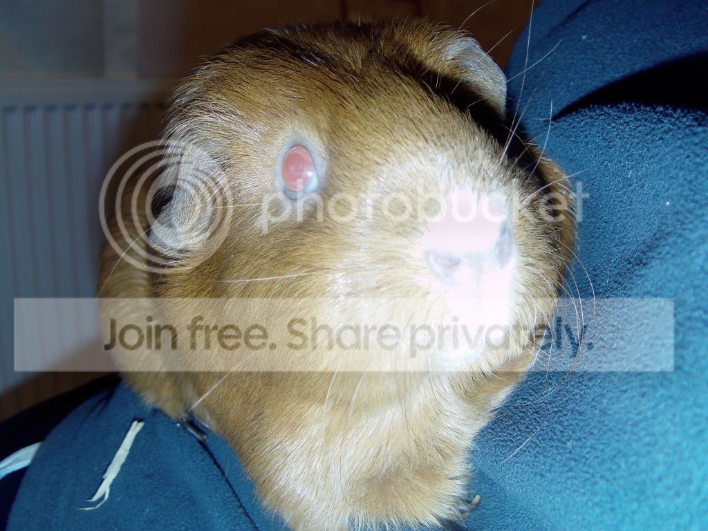 Treacle006.jpg
