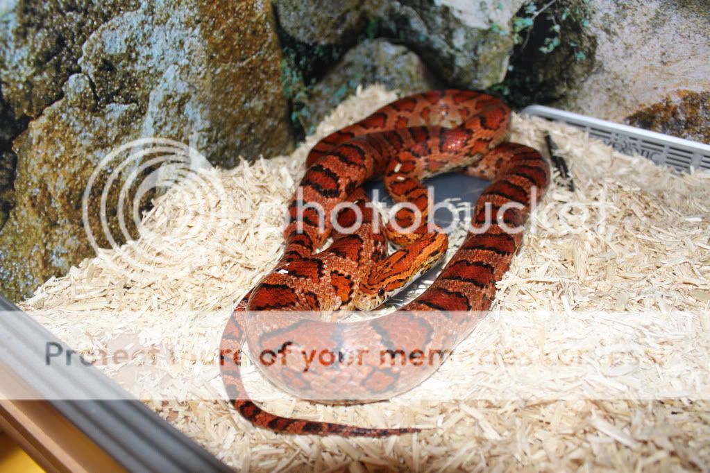 SE England - 09 Corn Snake + vivarium PICS! | Reptile Forums