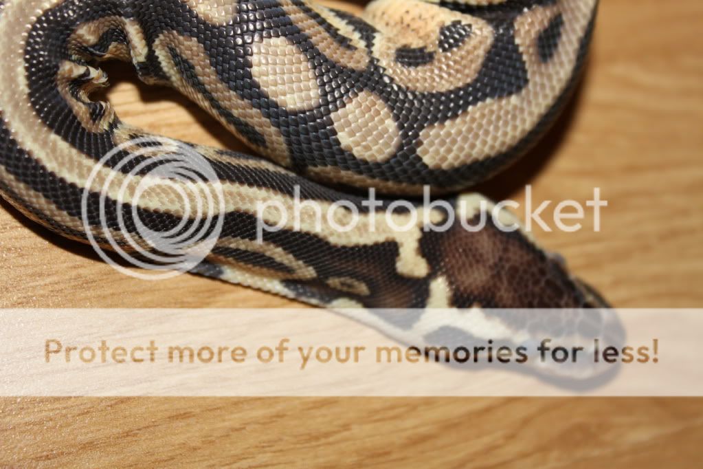 Sick Ball Python Please help - Reptile Forums